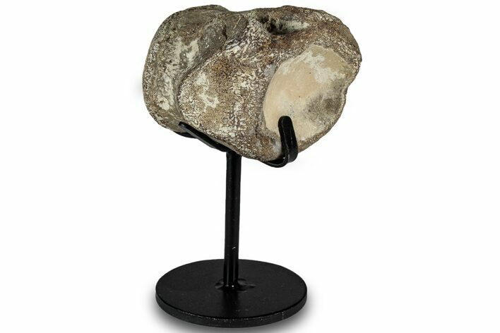 Fossil Mosasaur Vertebra w/ Metal Stand - Texas #316048